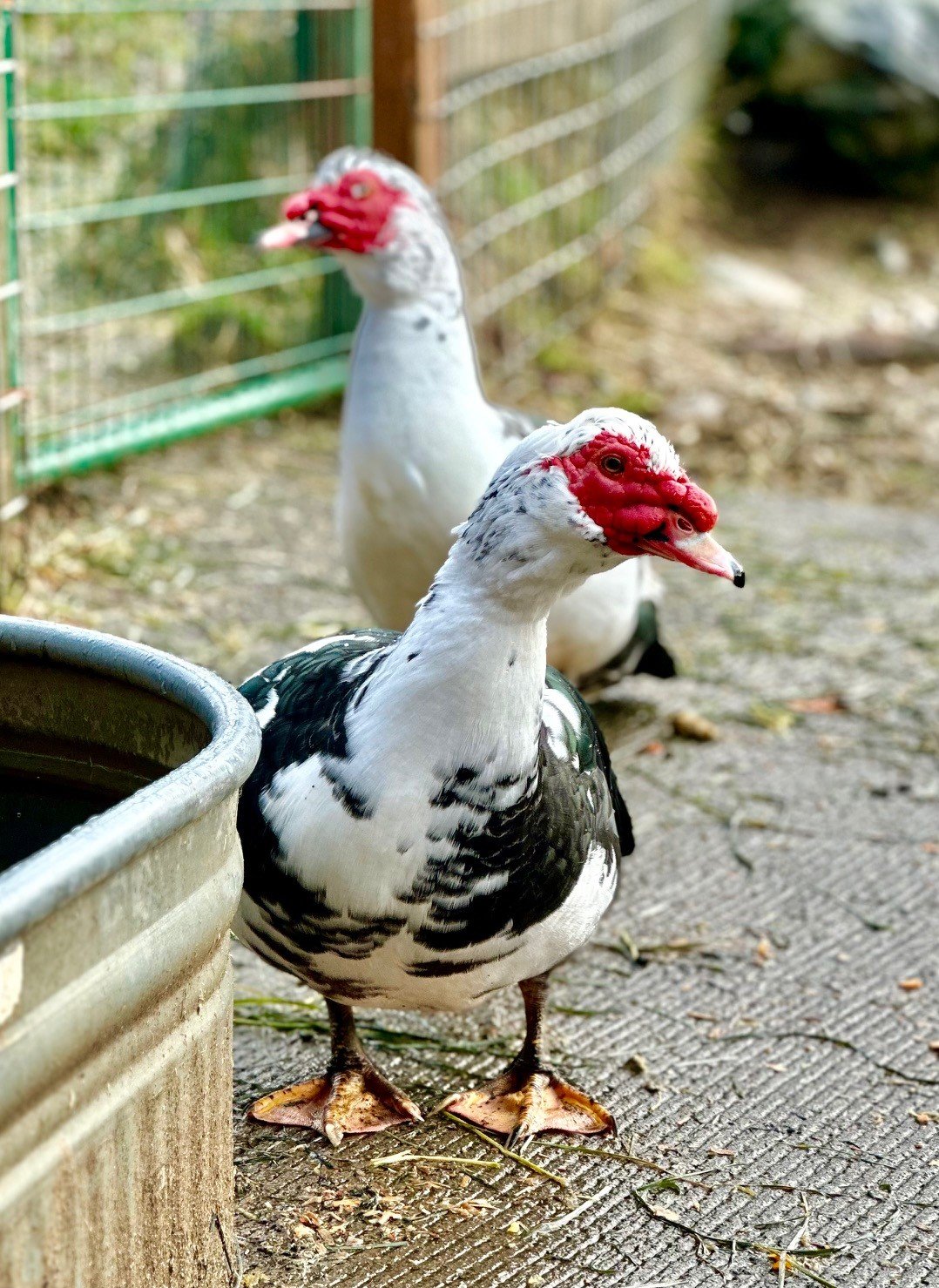 These Muscovy ducks rescued from the hoarding situation healed up under the loving care of Center Valley Animal Rescue.